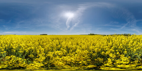 full hdri 360 panorama view on among rapeseed canola colza fields in spring day with blue sky in equirectangular seamless spherical  projection, ready for VR AR virtual reality content