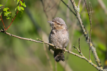 An adult Eurasian wryneck or northern wryneck (Jynx torquilla) photographed close up in its natural habitat. A bird sits on thin branches of a bush on a blurred background