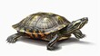 © Bijac - realistic turtle isolated on white background reptile animal portrait digital illustration