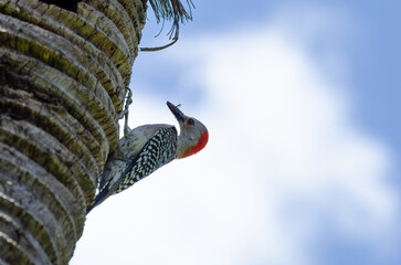 woodpecker with lizard in mouth on a palm tree