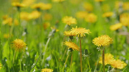 Wall Mural - Yellow spring flowers on ground. Yellow dandelion or taraxacum officinale. Slow motion.