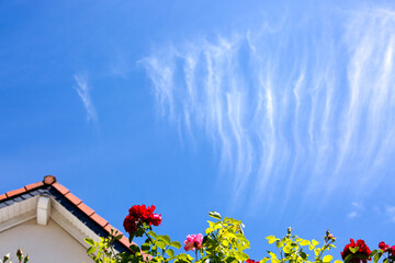 Wall Mural - Blue sky with beautiful white clouds and roses.
