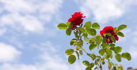 Wall Mural - Blue sky with beautiful white clouds and roses.