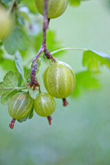Wall Mural - Branch bush of gooseberry with ripe berries isolated.