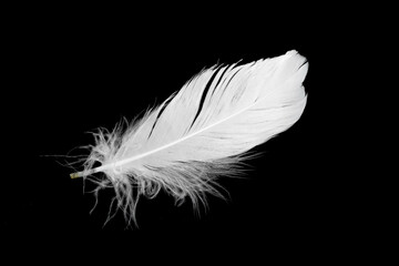 Wall Mural - white feather of a goose on a black background