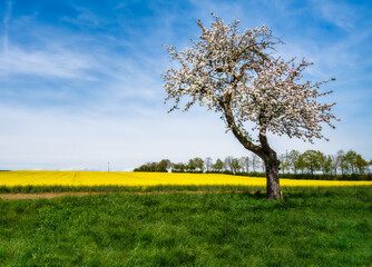 Sticker - Spring scenic with a flowering tree