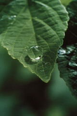 Aufkleber - A close-up of a droplet of water acting as a natural lens, magnifying the surface of a leaf beneath it,