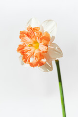 Wall Mural - narcissus on the white background