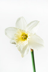 Wall Mural - narcissus on the white background