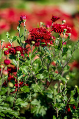 Sticker - Chrysanthemum Blooming in The Garden