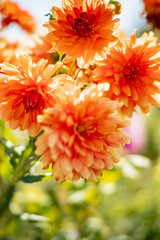 Poster - dahlia flowers in the garden