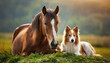 © janzwolinski - Dog and horse lie on grass next each other and rest