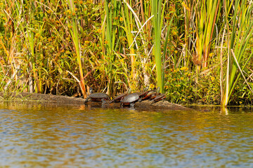 Sticker - The painted turtle (Chrysemys picta) is the most widespread native turtle of North America