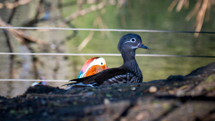 Wall Mural - red billed duck in a natural setting