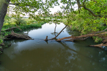 beautiful lake landscape with green trees