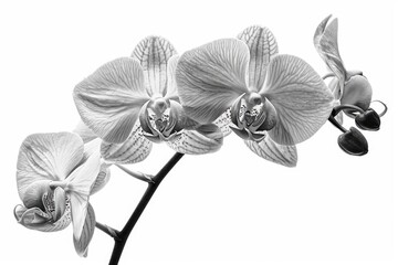 Poster - Black and white photo of a flower, suitable for various design projects