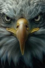 Poster - A detailed close up of a bald eagle's face. Ideal for wildlife or patriotic themes