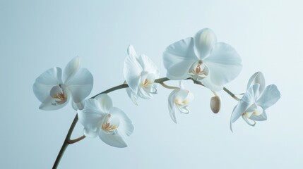 Poster - Close up of a plant with white flowers, perfect for botanical illustrations