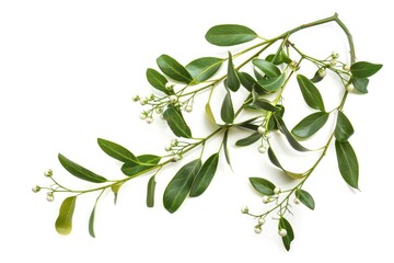 Poster - Fresh green leaves and colorful flowers on a clean white background. Perfect for spring or nature-themed designs