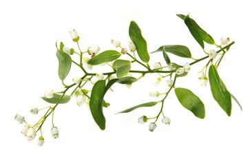 Poster - Branch of a plant with white flowers, suitable for nature concepts