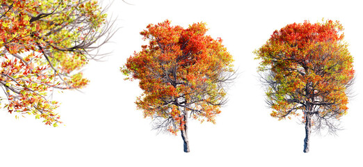 Fototapete - Trident maple tree isolated on transparent background and selective focus close-up. 3D render.