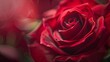 floral love extreme closeup of deep red rose for valentines day
