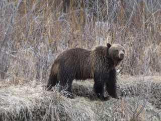 young male grizzly bear along a river bank