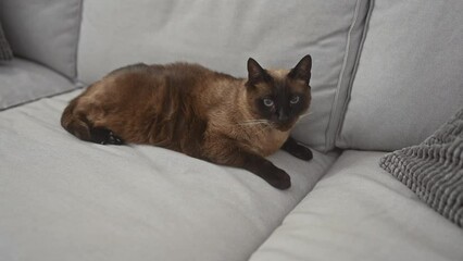 Wall Mural - A siamese cat lounges on a grey sofa in a cozy, well-lit living room.
