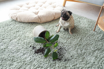 Canvas Print - Naughty pug dog with fallen flowerpot on green carpet at home