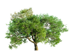 Poster - Valley oak tree isolated on transparent background. 3D render.