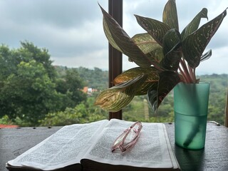 Indoor house plant reading the bible