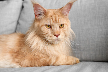 Sticker - Cute beige Maine Coon cat lying on grey sofa at home