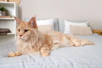 Canvas Print - Cute beige Maine Coon cat lying on bed at home