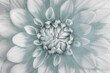 © Danita Delimont - USA, Washington State. Composite of teal dahlia blossom.