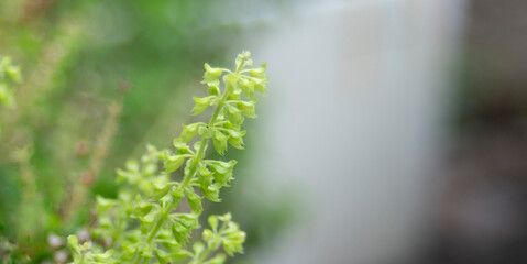 Canvas Print - Basil flowers in the garden