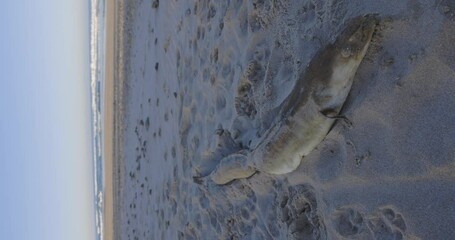 Wall Mural - Dead fish on beach sand washed-up animal corpse on the coastline with ocean water and waves vertical static shot.