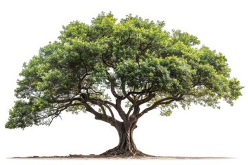 Wall Mural - majestic tree isolated on white background nature photography collection