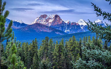 Wall Mural - Banff Larches