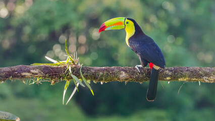 Wall Mural - beautifully sunlit keel-billed toucan perching on a branch at costa rica