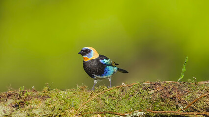 Wall Mural - golden-hooded tanager on a mossy branch in costa rica