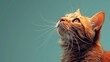 © Parinwat Studio - Close-up of an orange tabby cat looking up against a teal background, capturing its curious and serene expression.