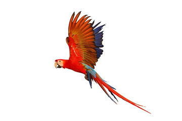 Wall Mural - Colorful flying Scarlet Macaw parrot isolated on transparent background png file
