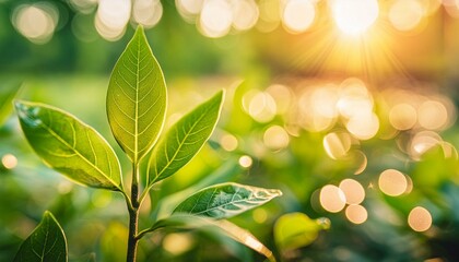 Wall Mural - grass with dew leaf, nature, spring, leaves, plant, tree, summer, branch, foliage, forest, sun, garden, environment, color, green