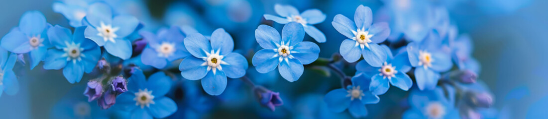 Wall Mural - panorama spring background forget-me-not flowers