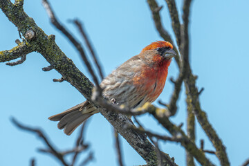 House Finch