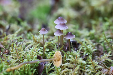 Wall Mural - Mycena aurantiomarginata, known as golden edge bonnet, wild mushroom from Finland