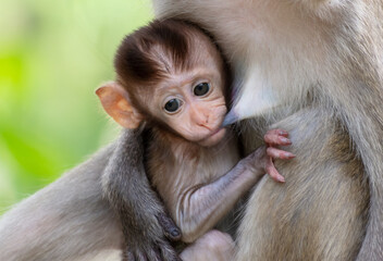 Canvas Print - Monkey with baby in tropical park