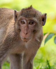 Canvas Print - Monkey outdoors in a tropical park