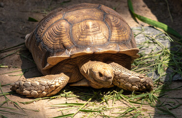 Wall Mural - Portrait of a turtle in the park