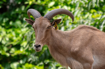 Canvas Print - Portrait of a goat in the park